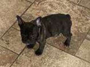 French Bulldog Puppy for sale in Stratford, WI, USA