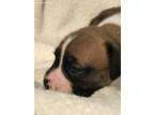 Boxer Puppy for sale in Jasper, GA, USA