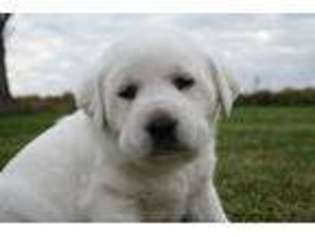 Labrador Retriever Puppy for sale in Columbus, IN, USA