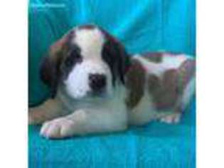 Medium Photo #1 Saint Bernard Puppy For Sale in Sugarcreek, OH, USA