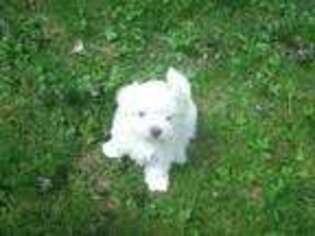 Maltese Puppy for sale in Worthington, MA, USA