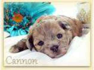 Mutt Puppy for sale in Taylor, AR, USA