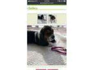 Basset Hound Puppy for sale in Zanesville, OH, USA