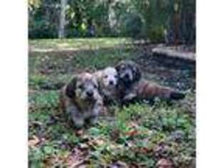 Dachshund Puppy for sale in Daytona Beach, FL, USA