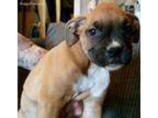 Boxer Puppy for sale in North Brunswick, NJ, USA