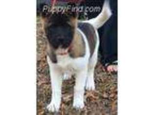 Akita Puppy for sale in Grandview, MO, USA