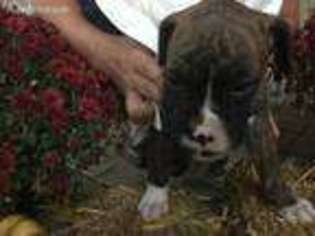 Boxer Puppy for sale in Seymour, MO, USA