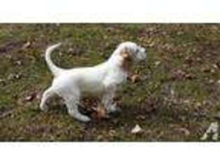 English Setter Puppy for sale in CLYDE, MI, USA