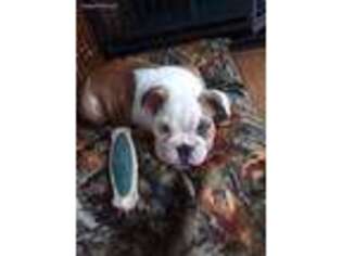 Bulldog Puppy for sale in Dunnellon, FL, USA