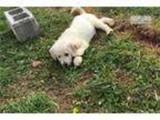 Labradoodle Puppy for sale in Greenville, SC, USA