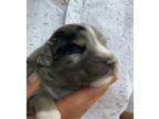 Australian Shepherd Puppy for sale in Dublin, GA, USA