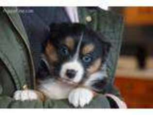 Australian Shepherd Puppy for sale in Wooster, OH, USA