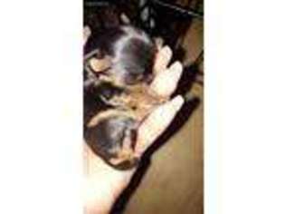 Yorkshire Terrier Puppy for sale in Bethlehem, PA, USA