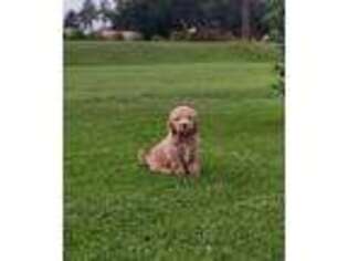 Goldendoodle Puppy for sale in Milan, GA, USA