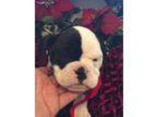 Olde English Bulldogge Puppy for sale in Cookeville, TN, USA