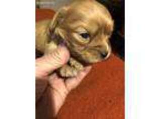 Cavachon Puppy for sale in Warfordsburg, PA, USA