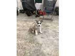 Siberian Husky Puppy for sale in Vancouver, WA, USA