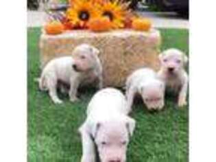 Dogo Argentino Puppy for sale in Cypress Inn, TN, USA