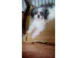 Papillon Puppy for sale in Medina, NY, USA