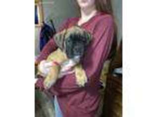 Boxer Puppy for sale in Stanford, KY, USA