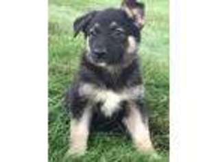 German Shepherd Dog Puppy for sale in East Sparta, OH, USA