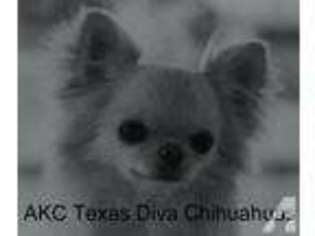 Chihuahua Puppy for sale in FORT WORTH, TX, USA