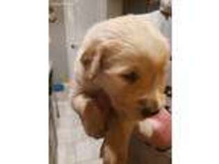 Golden Retriever Puppy for sale in Coweta, OK, USA