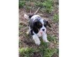 Cavalier King Charles Spaniel Puppy for sale in Fletcher, OK, USA