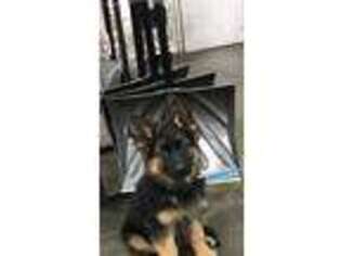 German Shepherd Dog Puppy for sale in Princeton, KY, USA