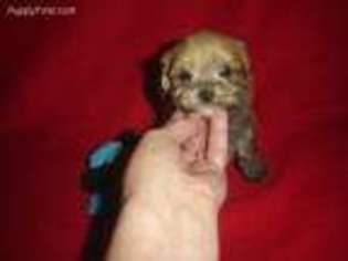 Mutt Puppy for sale in COLUMBIA, KY, USA