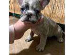 French Bulldog Puppy for sale in Denver City, TX, USA