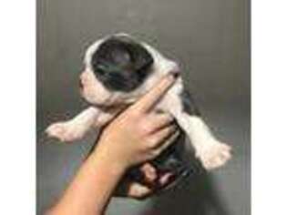 Boston Terrier Puppy for sale in Reddick, FL, USA