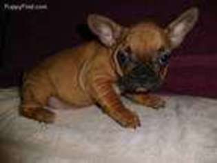French Bulldog Puppy for sale in Janesville, WI, USA