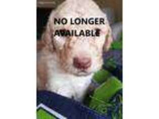 Labradoodle Puppy for sale in Lacey, WA, USA