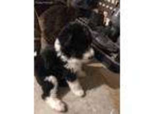 Mutt Puppy for sale in Palmyra, IN, USA