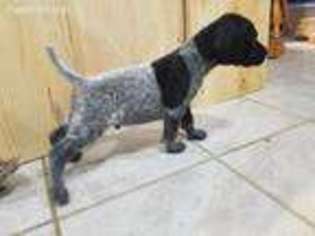 German Shorthaired Pointer Puppy for sale in Frederic, WI, USA