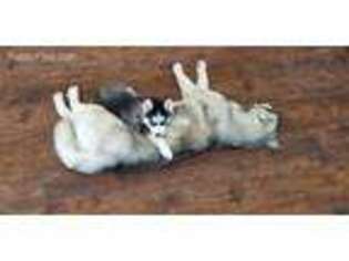 Siberian Husky Puppy for sale in Epsom, NH, USA