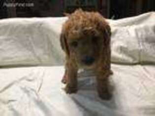 Labradoodle Puppy for sale in Big Rapids, MI, USA