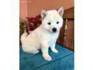 Shiba Inu Puppy for sale in Baileyville, KS, USA