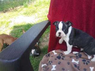 Boston Terrier Puppy for sale in LEWISBURG, TN, USA