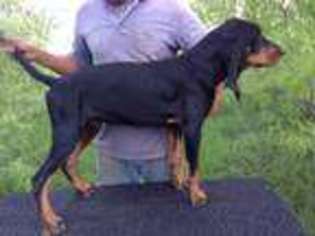 Black and Tan Coonhound Puppy for sale in Fredericksburg, TX, USA