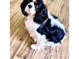 Cavalier King Charles Spaniel Puppy for sale in Louisville, KY, USA