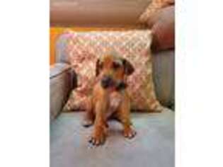 Rhodesian Ridgeback Puppy for sale in Tracy, CA, USA