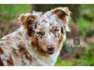 Australian Shepherd Puppy for sale in Pikeville, TN, USA
