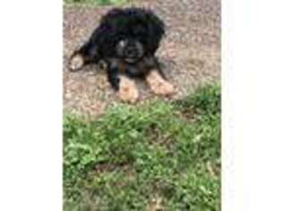 Cavapoo Puppy for sale in Florence, AL, USA