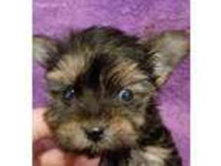 Yorkshire Terrier Puppy for sale in Ashville, AL, USA