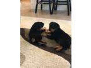 Rottweiler Puppy for sale in Four Oaks, NC, USA
