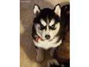 Siberian Husky Puppy for sale in Cresson, PA, USA