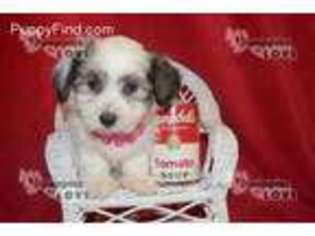 Coton de Tulear Puppy for sale in Sanger, TX, USA