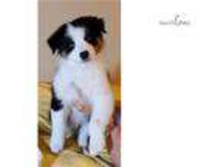 Australian Shepherd Puppy for sale in Fort Worth, TX, USA